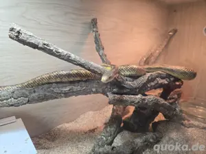 Erdnatter Bock Pantherophis obsoletus