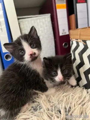 Katzenbaby