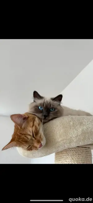 katzenpaar 