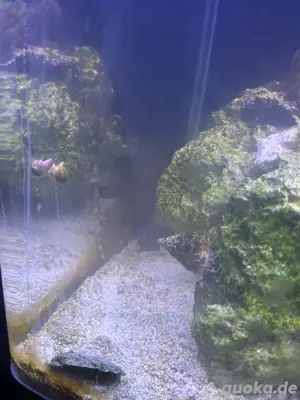 Dupla Cube 50L Meerwasser