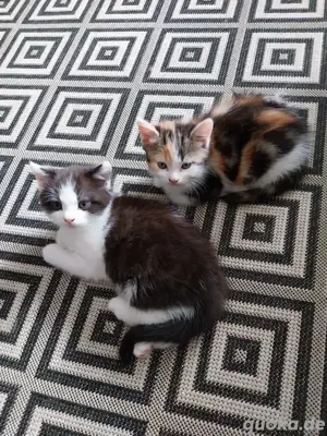 Katzenbabys verkaufen