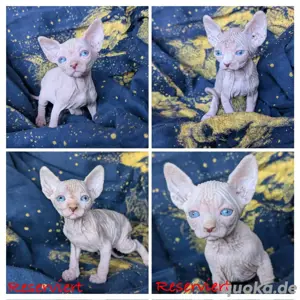Traumhafte Sphynx Kitten Bild 2