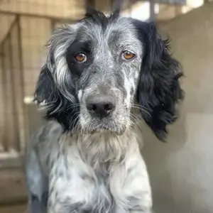 Polly, geb. ca. 05 2023, lebt in GRIECHENLAND, im städt. Tierheim Serres    