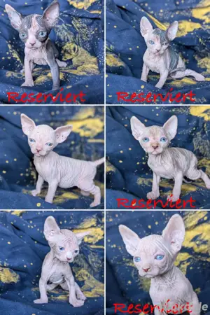 Traumhafte Sphynx Kitten