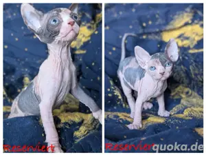 Traumhafte Sphynx Kitten Bild 3