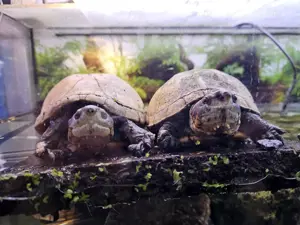 Skorpion Schlammschildkröte