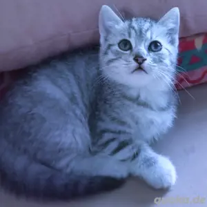 Kleine kitten 