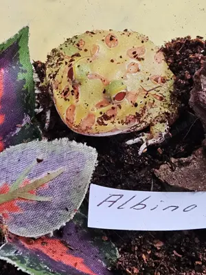 Grüner Schmuckhornfrosch Ceratophrys crannwelli
