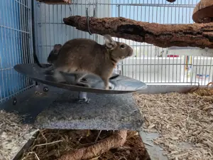 Zwei junge Degus Weibchen inkl. Zubehör 