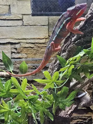 Pantherchamäleon Ambilobe