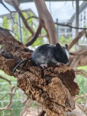 Degu ,Degus ,  Bild 2