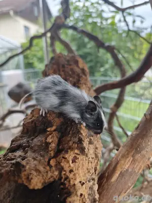 Degu ,Degus ,  Bild 3
