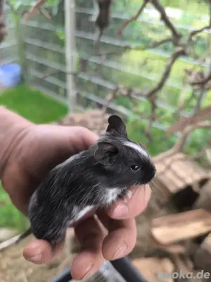 Degu ,Degus ,  Bild 4