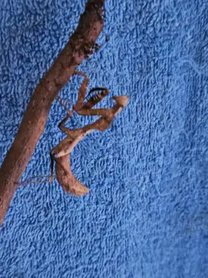 Deroplatys desiccata  Gottesanbeterin