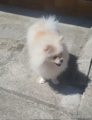Pomeranian Welpen 