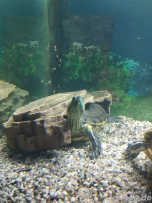 Wasserschildkröten Trachemys venusta 