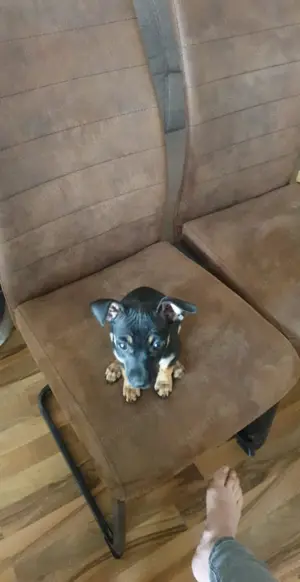 Ich verkaufe einen Hund.