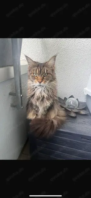 Maine Coon Dame