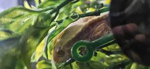 Terrarium abzugeben mit geckos
