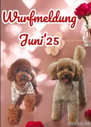Toy pudel zwergpudel Asiatischeline