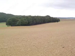 RP -Dielkirchen --Mischwald--Giebelbacherho   Stolzenbergerhof--Wochenendgebiet- Holzgewinnung    Bild 2