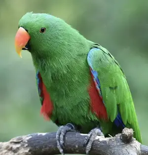 Neuguinea Edelpapageien Hahn 