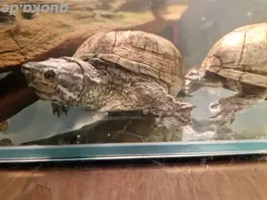 moschusschildkröten Kostenlos