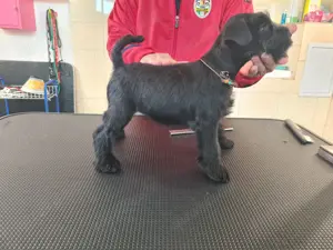 Zwergschnauzer Welpen schwarz  Bild 3