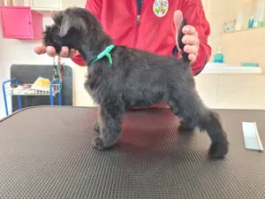 Zwergschnauzer Welpen schwarz  Bild 4