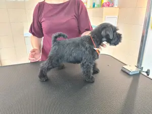 Zwergschnauzer Welpen schwarz  Bild 5