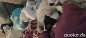 2 zuckersüße katzenkinder suchen dich