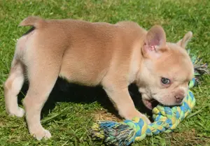 Französische Bulldogge Welpen