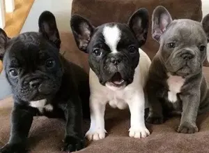 Französische Bulldoggen Welpen 