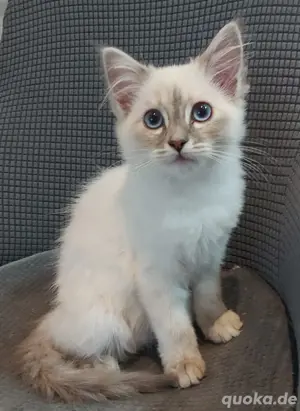 Heilige Birma Kitten, Kätzchen, reinrassig, Tabby