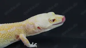 0.1 Stonewash RAPTOR Leopardgecko - Eublepharis macularius Weibchen
