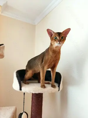 Wunderschöner Abessinier Kater mit Stammbaum.