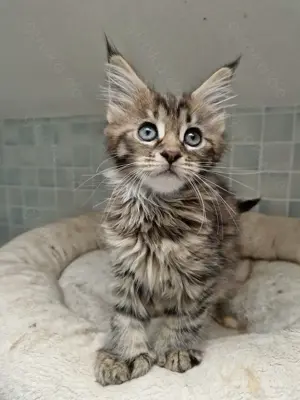 Maine Coon Kitten Mädchen Torby von Züchter mit Stammbaum