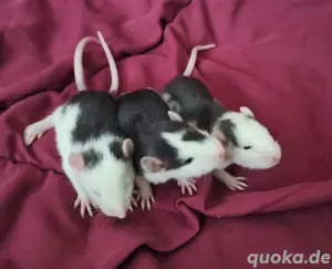 3 Rattenbabys Jungs 
