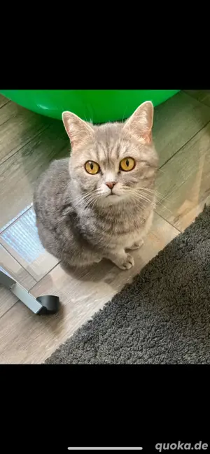 BKH Katze 