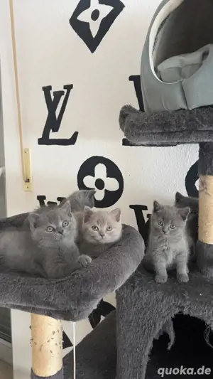 BKH kitten