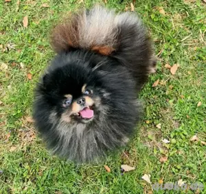 Pomeranian zwergspitz Deckrüde 
