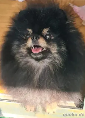 Pomeranian zwergspitz Deckrüde  Bild 4
