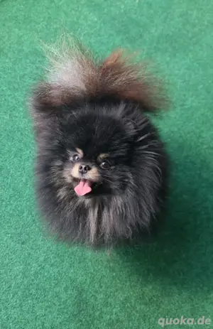 Pomeranian zwergspitz Deckrüde  Bild 2