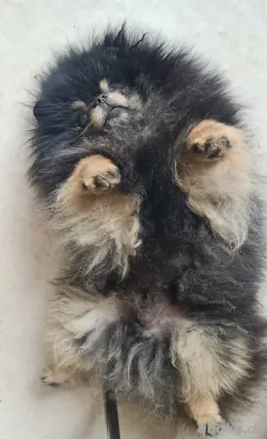 Pomeranian zwergspitz Deckrüde  Bild 5