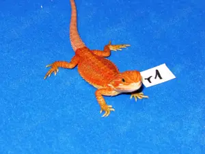 intensiv gefärbte Bartagamen gelb-rot-orange 10 Wochen (Versand möglich)