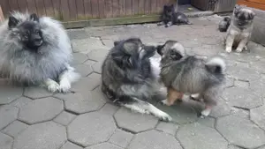 Reinrassige Wolfsspitz Welpen aus (Hobbyzucht