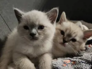 Heilig Birma Mix nur noch 1 Mädchen frei