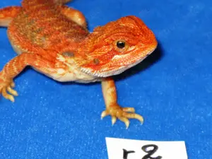 intensiv gefärbte Bartagamen gelb-rot-orange 10 Wochen (Versand möglich)