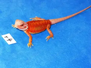 intensiv gefärbte Bartagamen gelb-rot-orange 10 Wochen (Versand möglich)
