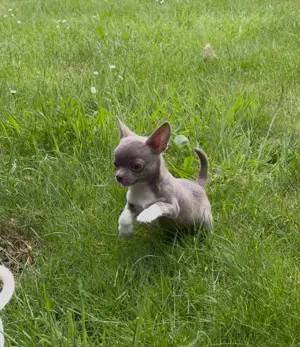 Chihuahuas reinrassig  Mai2025 Weibchen noch da